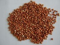 Sorghum