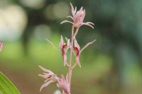 Cymbidium Sinense, orchid plant  M7