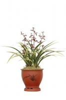 Orchid plant (Cymbidium Sinensis) M6