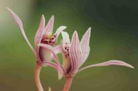 Cymbidium Sinense, orchid plant, M7