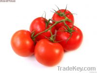 tomato ketchup/tomato paste/tomato sauce/Suzhou Banshda ketchup