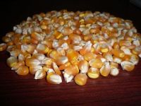 Indian Yellow Corn