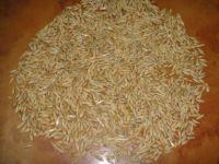 Indian Barley(Jao)