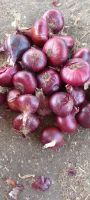 Egyptian red onion