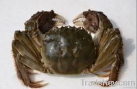 river crab