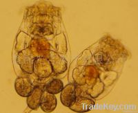 rotifer