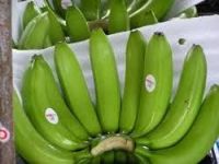 quality fresh green cavendish banana