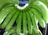 Fresh Green Bananas