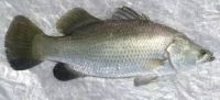 Sea bass (DICENTRARCHUS LABRAX)