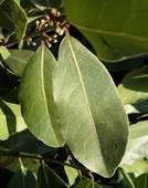  Bay Laurel Leaves