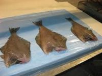 Frozen Greenland Halibut Fish