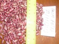 red spekeled  beans for sale