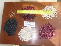 black kidney beans for sale