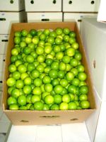 Seedless limes, limes, Persian limes