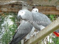 Macaws / African Grey Parrots For Sale