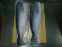SELL: HIGH QUALITY OF PANGASIUS HGT
