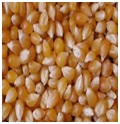 Maize | Maize Exporter | Corn Grain Seller | Maize Buyer | Bulk Maize Grain Importer | Corn bean Buyer | Corn bean Wholesaler | Corn Grain Manufacturer | Best Quality Corn Grain | Cheap Maize Supplier | Low Price Corn | Yellow Corn | White Cron | Baby Mai