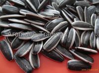 High Quality Long Type Sunflower Seeds 5009
