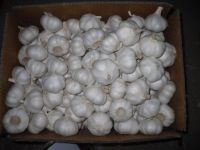 Fresh White Garlic