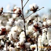 Hulled Cotton Seeds