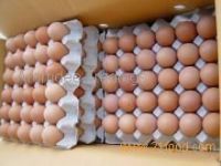 Brown Chicken Eggs