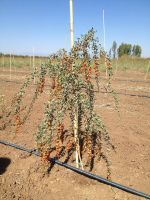 goji berry Lycium barbarum