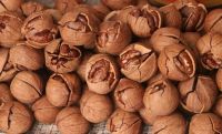 Pecan nuts Kernal...