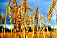 Wheat for human and animal consumption