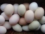 Eggs&Poultry Products