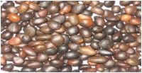 PALM KERNEL NUTS