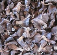 PALM KERNEL SHELL 