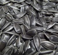 Sunflower seed