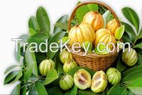 Garcinia Cambogia Extract 50%, 60%, 65%