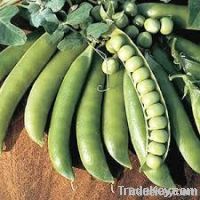 lincoln Pea Seeds