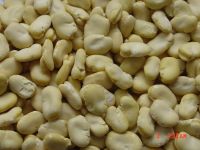 Peeled Broad Beans/Skinned Broad Beans/Peeled Fava Beans/Fava Beans