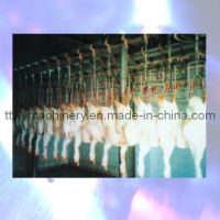 Poultry Equipment: Bloodletting Conveyor (STM08)