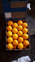 Fresh South Africa Fruit 15kg carton Peaches, Apricot, Pears, Avocado, Mango, Pineapple, Water Melon, Oranges Valencia, Fruit grape exporters