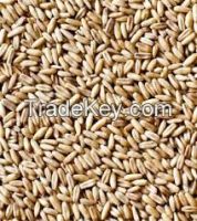 high  quality Oats for  sale