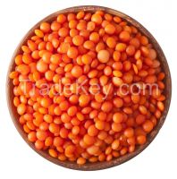 High  quality  Best Quality Red Lentils