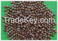 High   quality  Pigeon Peas