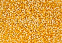 High quality Yellow Maize 