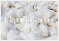 High   quality  Cotton Seed