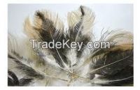 High   quality  Ostrich Feather