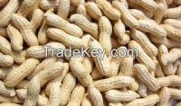 High quality  groundnuts