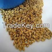 high quality  2012 crop 2-row Beer malt