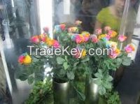 High quality  Rainbow roses flower seeds