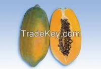 High  quality Hybird Papaya Seed For Sale