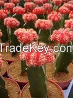 High quality Indoor Gymnocalycium mihanovichii var.friedrichii cactus plants