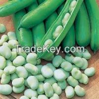 High  quality  Fava Beans