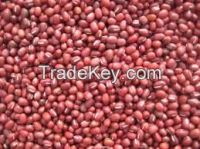 High  quality  Small Red kidney beans